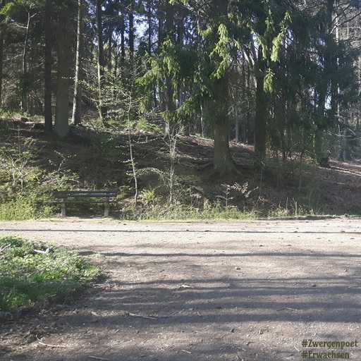 An einer lichten Stelle im Wald treffen drei Wege aufeinander. Links steht eine Bank, die zum Ausruhen einlädt.