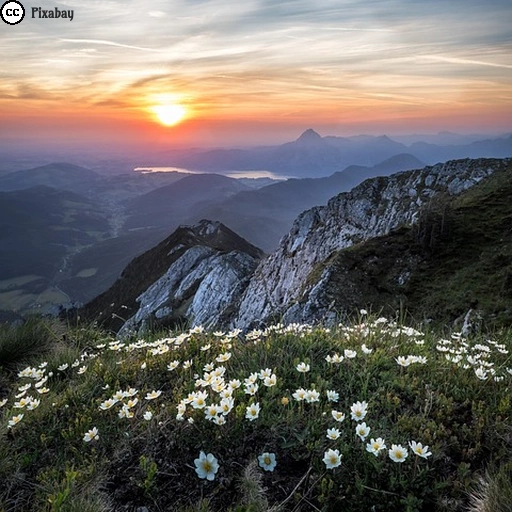 Sonnenaufgang über einer Berglandschaft mit weißen Blumen im Vordergrund und sanften Nebelschichten im Tal.