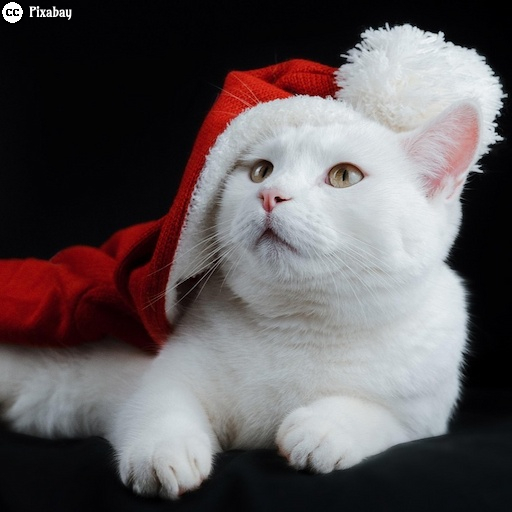 Eine weiße Katze liegt vor einem schwarzen Hintergrund und schaut aufwärts. Auf dem Kopf trägt sie eine rote Weihnachtsmannmütze. Bild von Sa Ka auf Pixabay.
